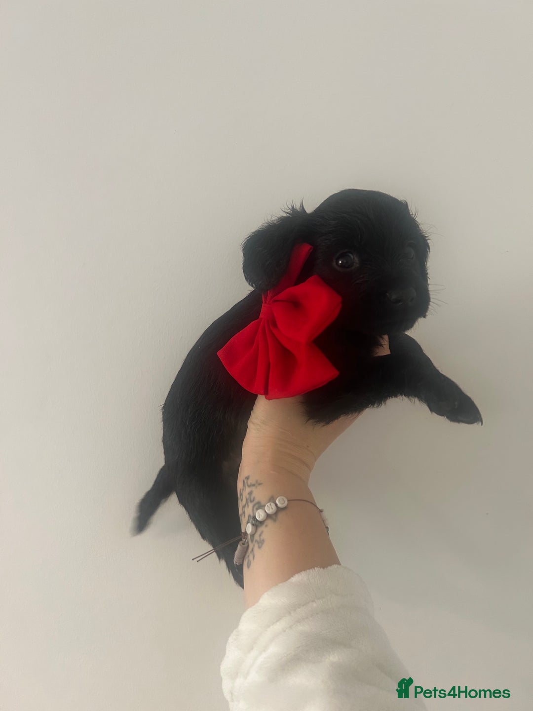 Cockapoo dogs for sale: 2 beautiful cocker spaniel puppies left for sale - Advert 5