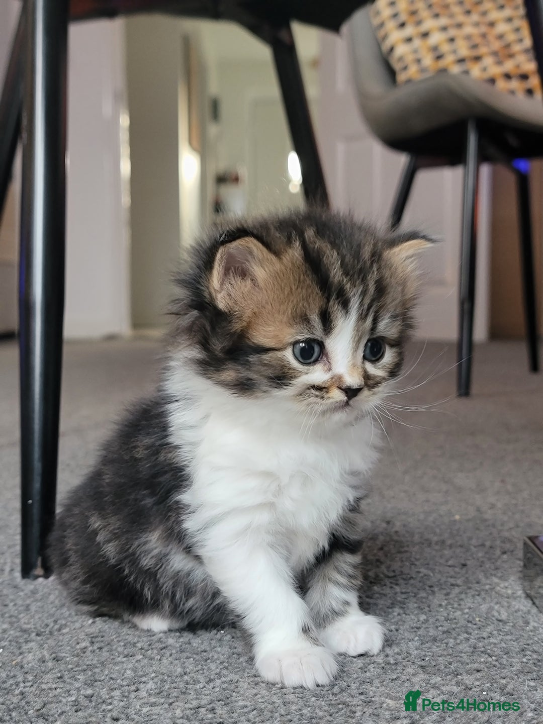 Scottish Fold cats for sale: Scottish fold - Advert 36