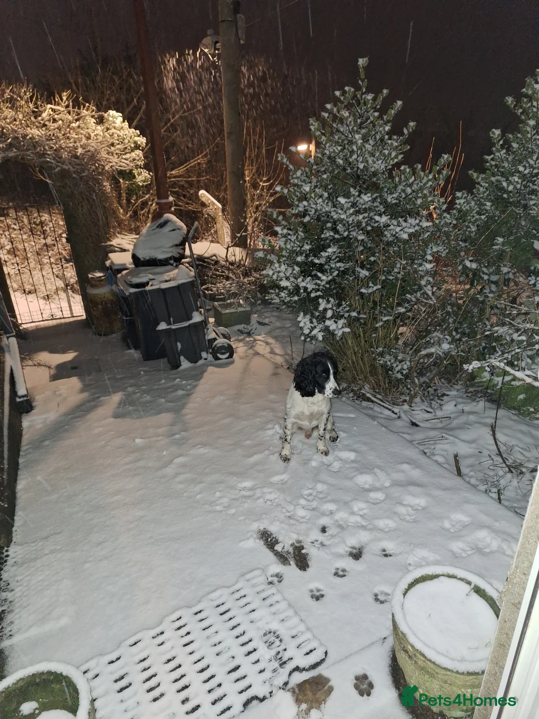 English Springer Spaniel dogs for stud: Beautiful Proven Springer Spaniel for stud. in Abertillery - Advert 20