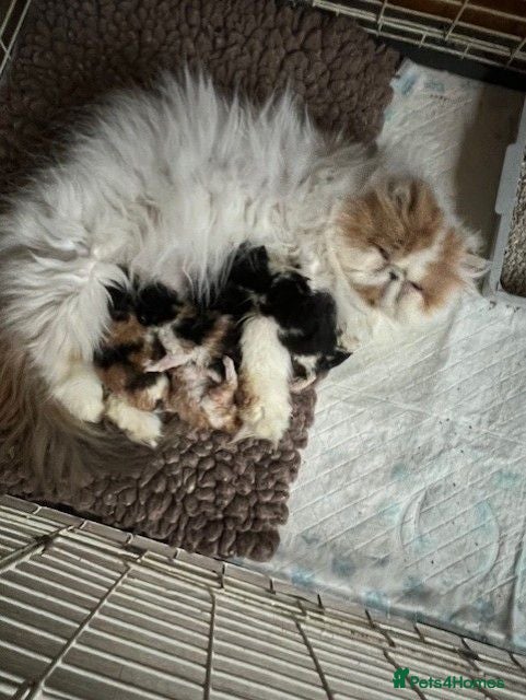 Persian cats Pure Pedigree Persian Kitten - Advert 1