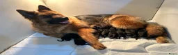 German Shepherd dogs for sale: KC REGISTERED, LONG HAIRED GERMAN SHEPHERD PUPPIES - Advert 14
