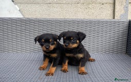 Rottweiler dogs for sale: Beautiful Rottweilers - Image 4