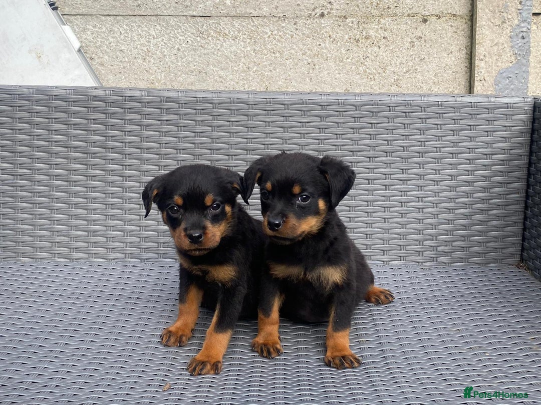 Rottweiler dogs for sale: Beautiful Rottweilers - Image 4