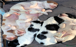 Cocker Spaniel dogs for sale: Working cocker spaniels  - Image 1