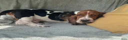 Basset Hound dogs for sale: Beautiful Basset Hound Puppies - Advert 5