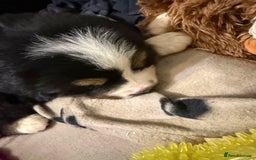 Bernese Mountain Dog dogs for sale: KC Registered BMD Available  - Image 17