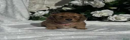 Miniature Dachshund dogs for sale: STUNNING KC LONG HAIRED MINIATURE DACHSHUND PUPS💕 - Advert 3