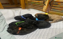 Poochon dogs for sale: Poochon puppies for sale - Image 11