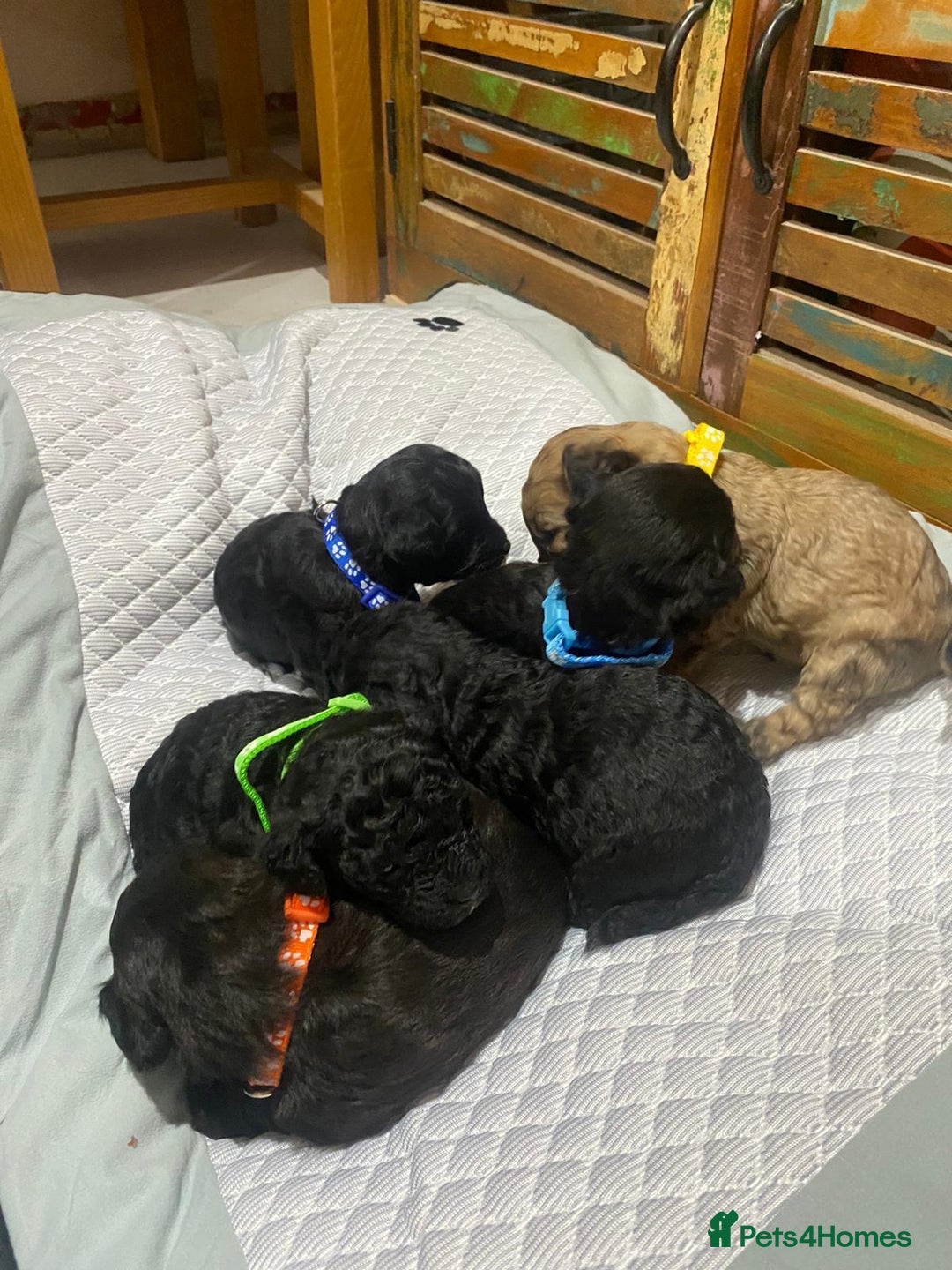 Poochon dogs for sale: Poochon puppies for sale - Image 11