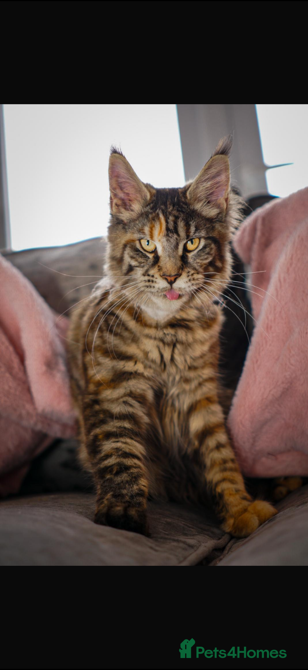 Maine Coon cats for sale: Full breed gorgeous Mainecoon female 2 years old - Advert 1