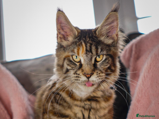 Maine Coon cats Full breed gorgeous Mainecoon female 2 years old - Advert 3