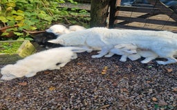 German Shepherd dogs for sale: Gorgeous long coated German Shepherd puppies - Image 14