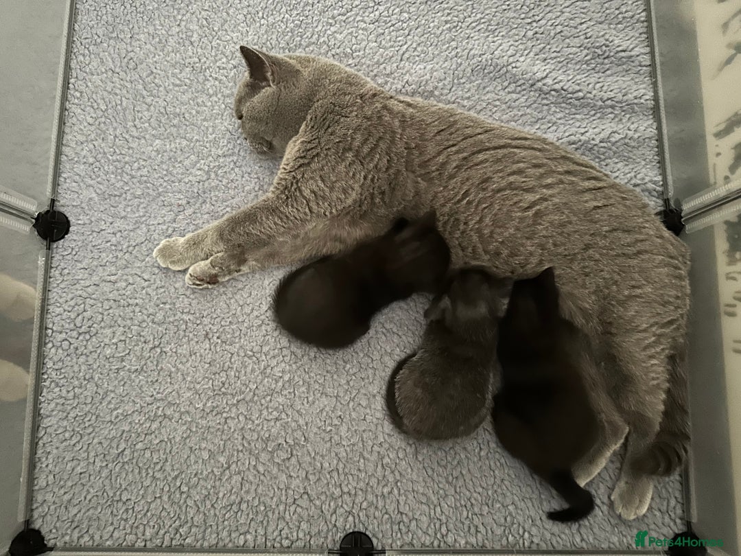 British Shorthair cats for sale: Black British Shorthair ready to go now.  - Image 1