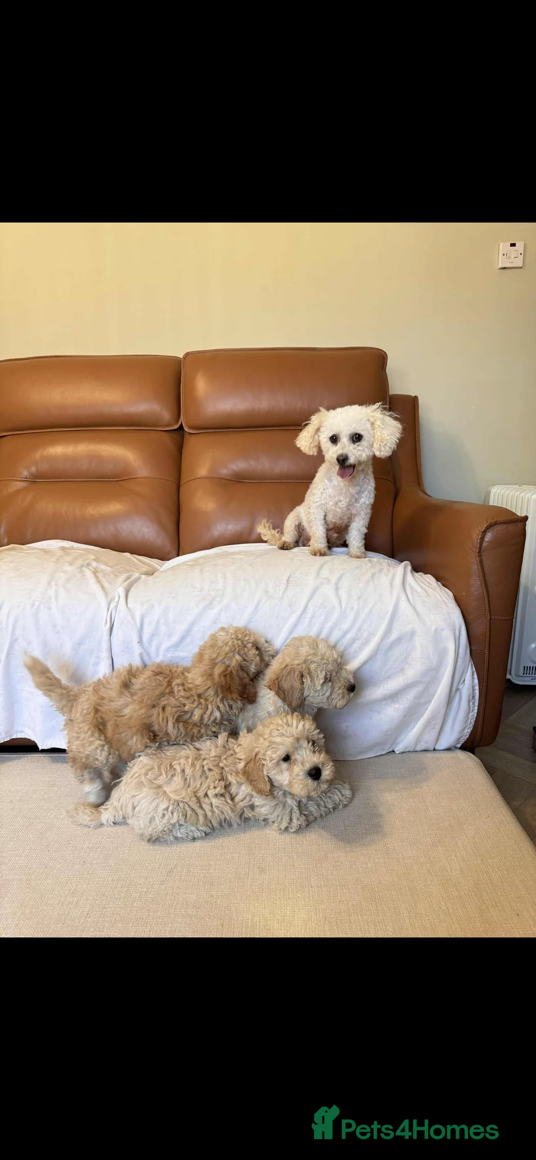 Poochon dogs for sale: Poochon puppies - Advert 5