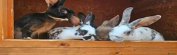 Rex rabbits for sale: Rex & Mini Rex Kits Available - Advert 3