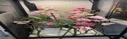 Chameleon reptiles for sale: Veiled chameleon with setup - Advert 5