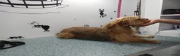 Mixed Breed dogs for adoption: 🐾💛 ARISA – The Little Dog Nobody Stopped For💛🐾 - Advert 15