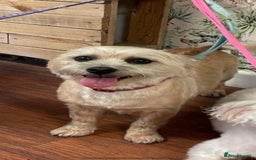 Mixed Breed dogs for sale: Gorgeous Cockapoochon puppies  - Image 8