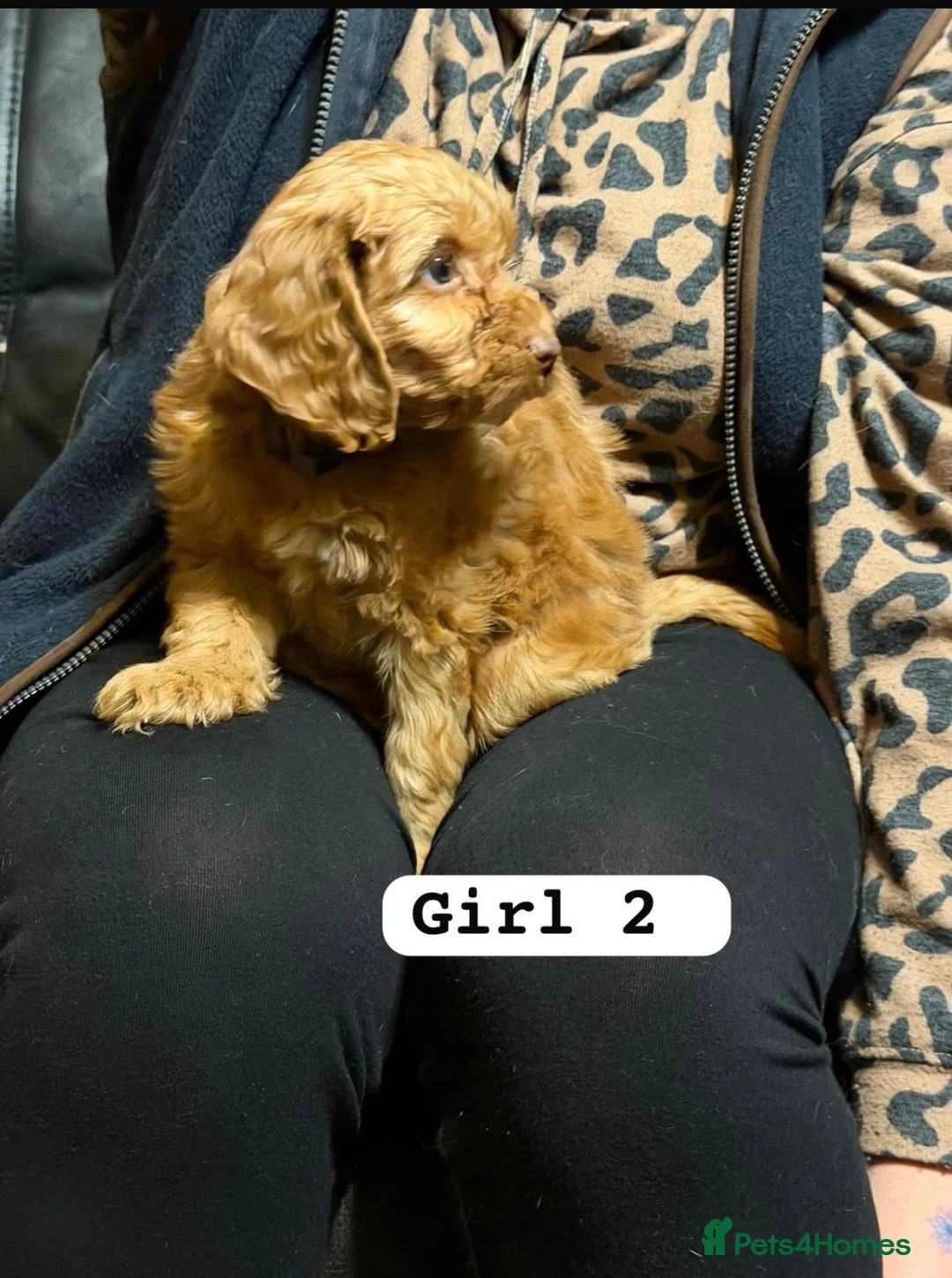 Cockapoo dogs for sale: f1 cockerpoo puppies - Advert 3