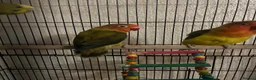 Lovebirds birds for sale: lovebirds in Harrow - Advert 3