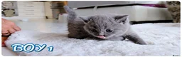 British Shorthair cats for sale: Beautiful British Shorthair Kittens – Home Raised - Advert 16