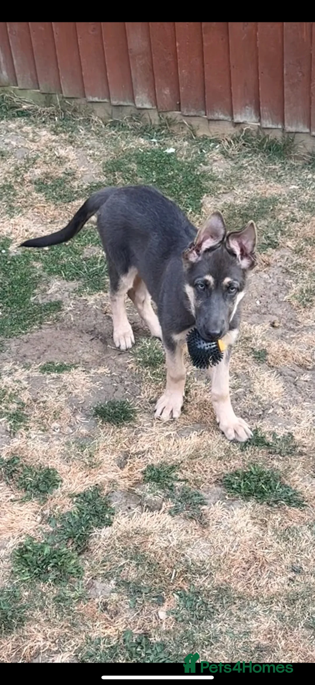 German Shepherd dogs for sale: RARE BLUE GERMAN SHEPHERD PUPPY LASY ONE KC - Advert 2