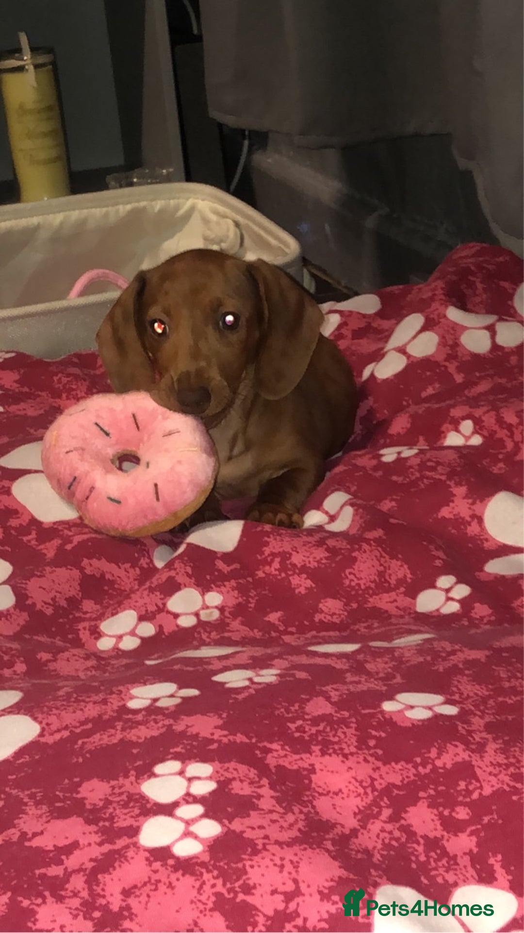 Dachshund dogs for sale: Beautiful dachshund - Image 2