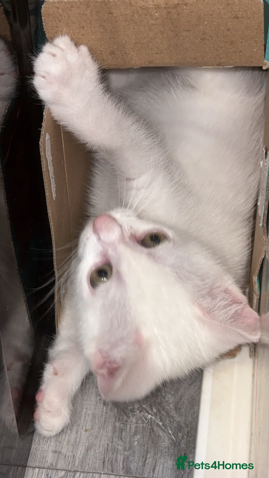 Domestic Shorthair cats for sale: Angle  in Manchester - Advert 2