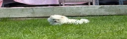 Pomeranian dogs for sale: White male baby Pomeranians  - Advert 13