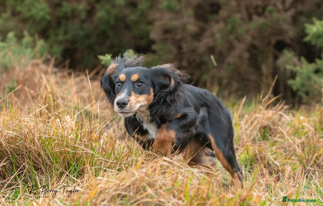 Cocker Spaniel dogs for stud: FTCH X OFTAW Health Tested Stud - Advert 3
