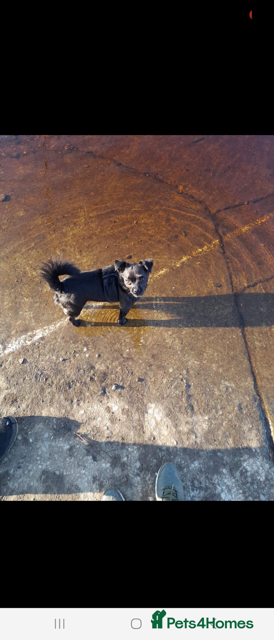 Mixed Breed dogs Forever home wanted - Advert 3