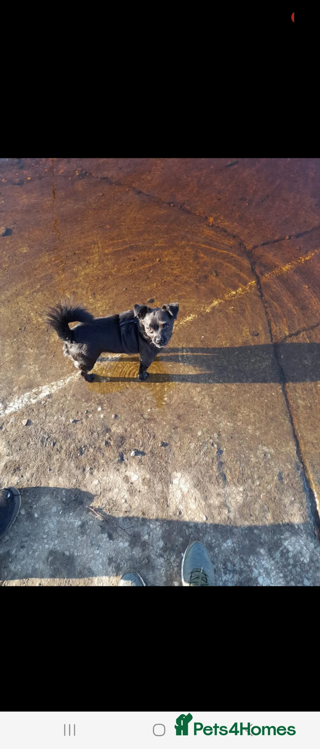 Mixed Breed dogs for sale: Forever home wanted - Advert 1