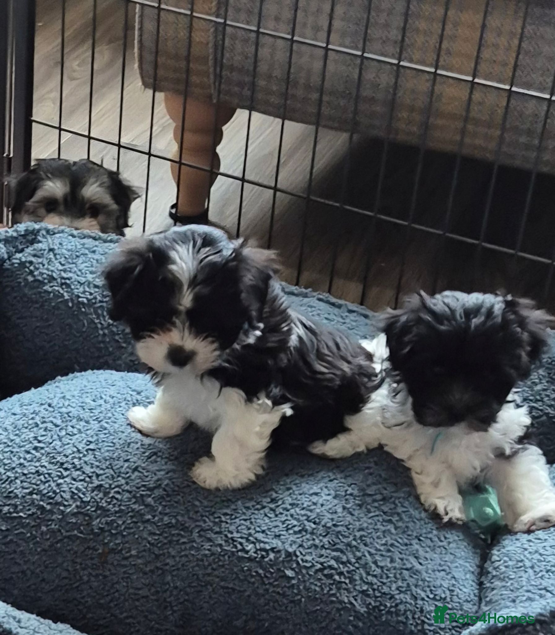 Maltese dogs Maltese/Havanese Puppies  - Advert 1