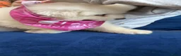 Samoyed dogs for sale: Litter of joy and fluffiness  - Advert 10