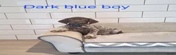 German Shorthaired Pointer dogs for sale: 🤎🤍 KC reg German Shorthaired Pointers 🤍🤎 - Advert 22