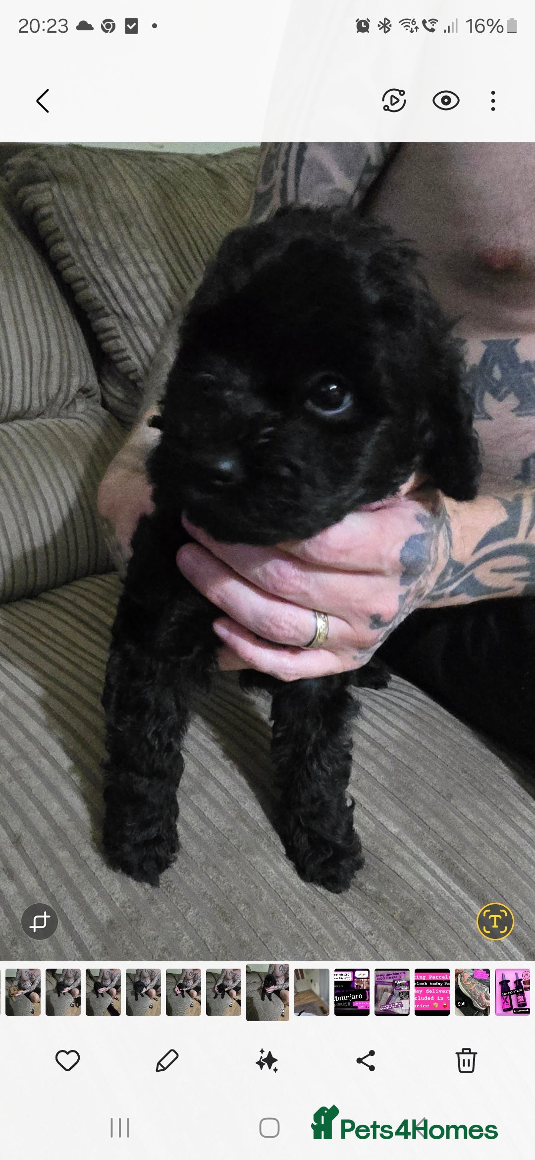 Cockapoo dogs for sale: Cockapoo pups - Image 5