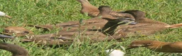 Ducks poultry for sale: Khaki Campbell growers - Advert 8