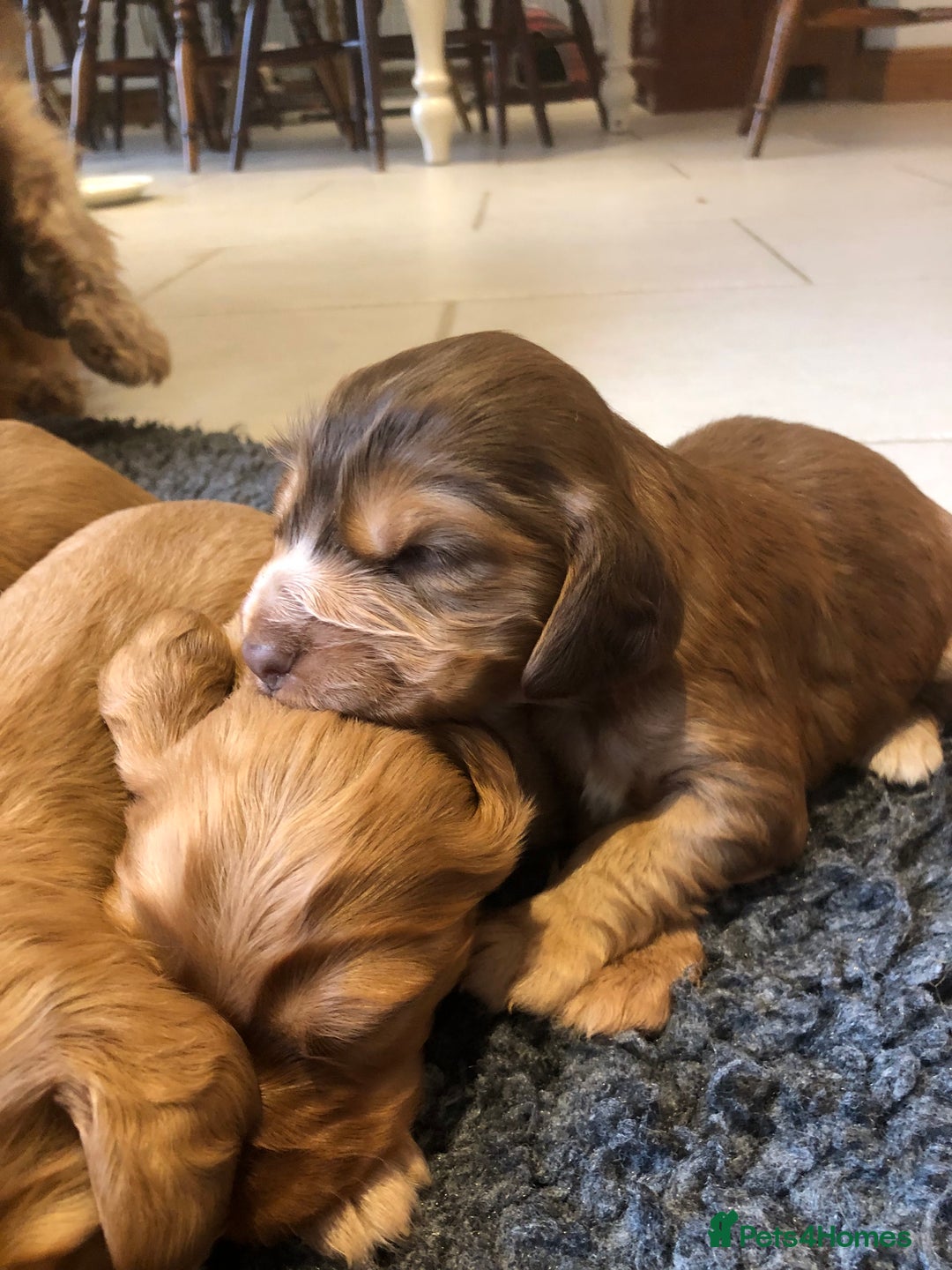 Cocker Spaniel dogs for sale: GORGEOUS COCKER SPANIEL PUPPIES - Advert 18