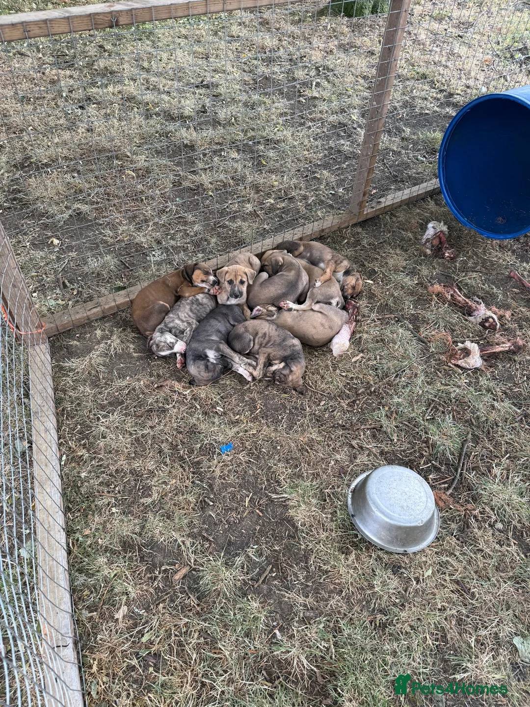 Mixed Breed dogs for sale: Lurches x saluki  - Advert 2