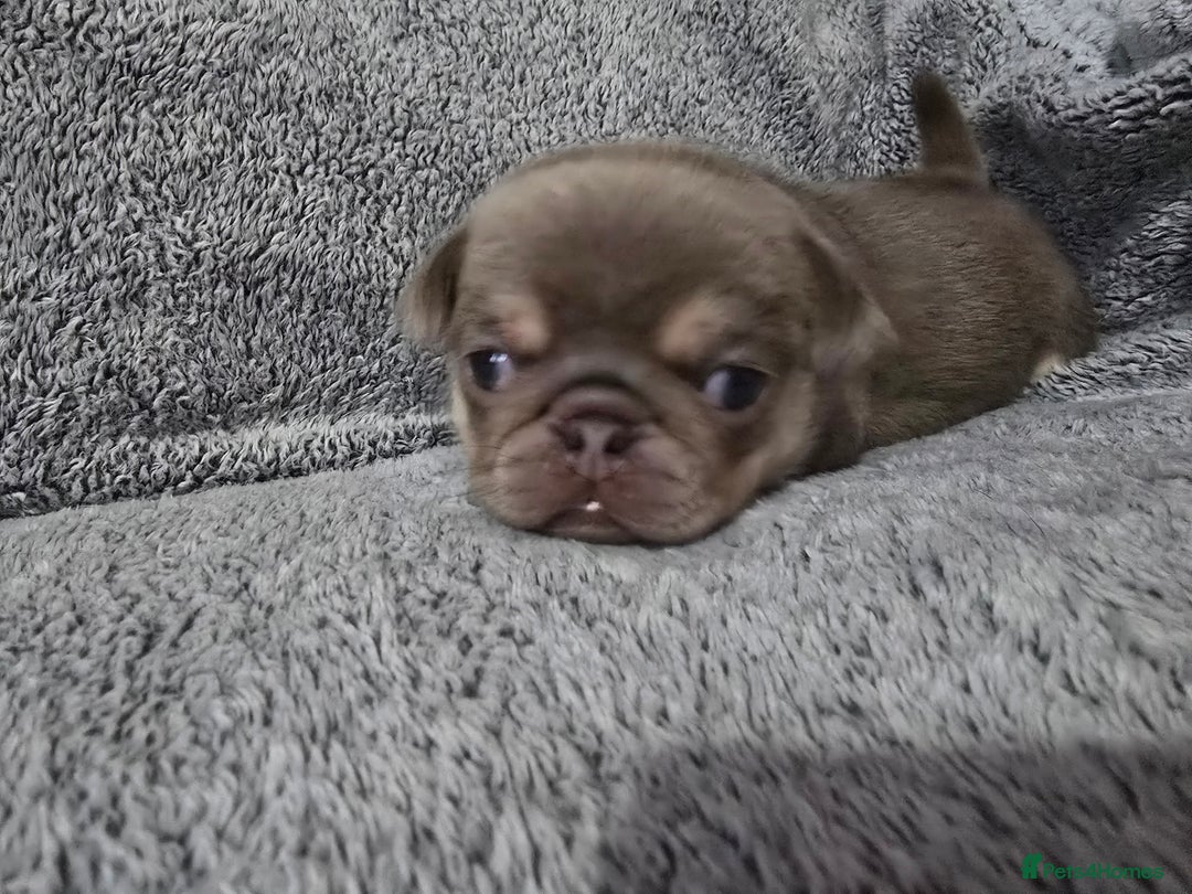 Pug dogs for sale: KC pug puppies  - Advert 9