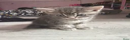 Mixed Breed cats for sale: Eyptian mau x british short hair kittens in Chelmsford - Advert 8