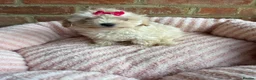 Maltipoo dogs for sale: 🧸 Adorable Maltipoo Puppies 🧸 - Advert 15