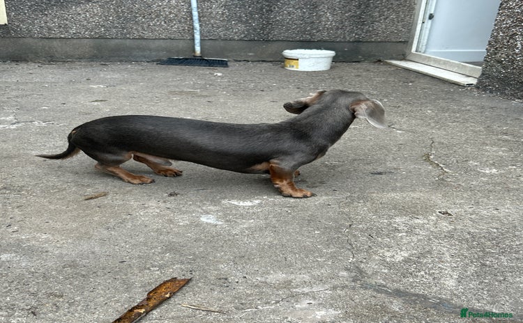Dachshund dogs - Advert 2