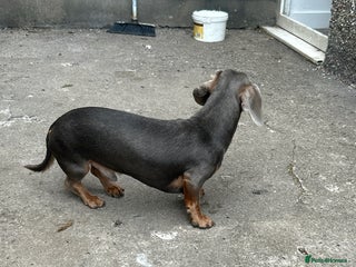 Dachshund dogs - Advert 17