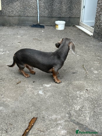 Dachshund dogs - Advert 16
