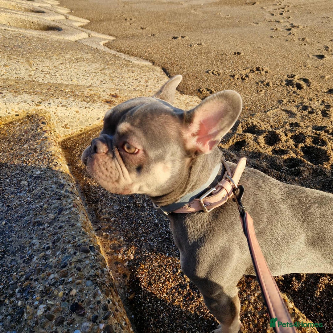 French Bulldog dogs for sale: KC REG LILAC TAN FEMALE Blue Eye 10month FEMALE - Advert 3