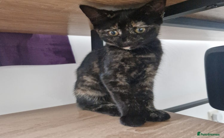 Mixed Breed cats - Advert 11