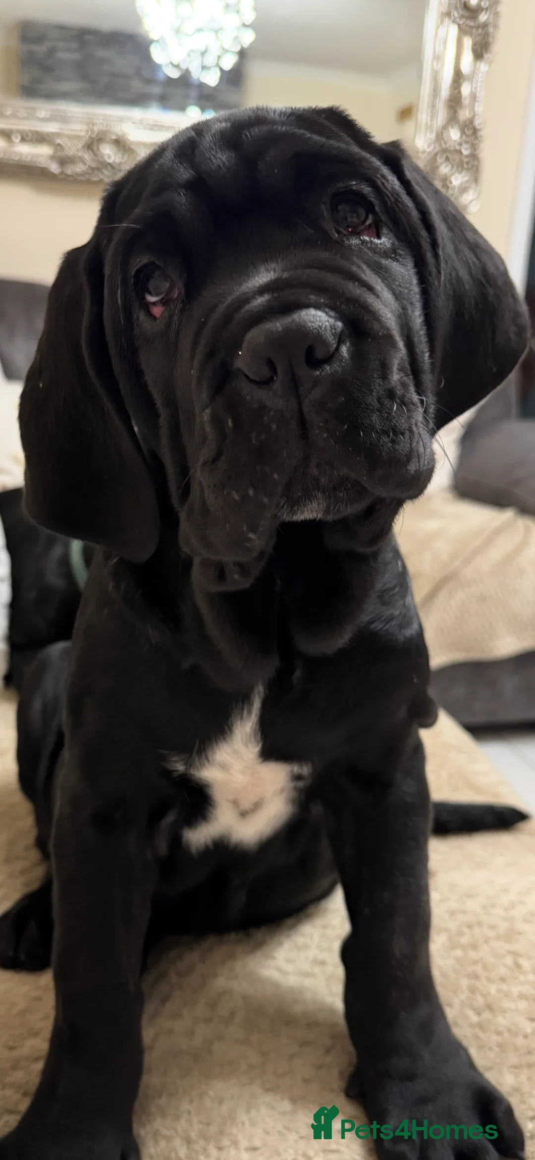 Neapolitan Mastiff dogs for sale: 2 black female Neapolitan mastiff puppies  - Advert 26
