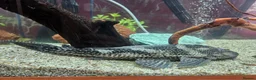 Plecos fish for sale: Common pleco in Halesowen - Advert 1