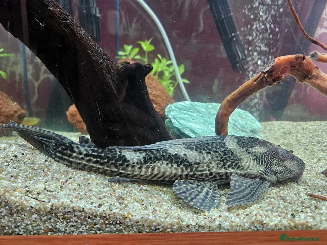 Plecos fish for sale: Common pleco in Halesowen - Advert 1